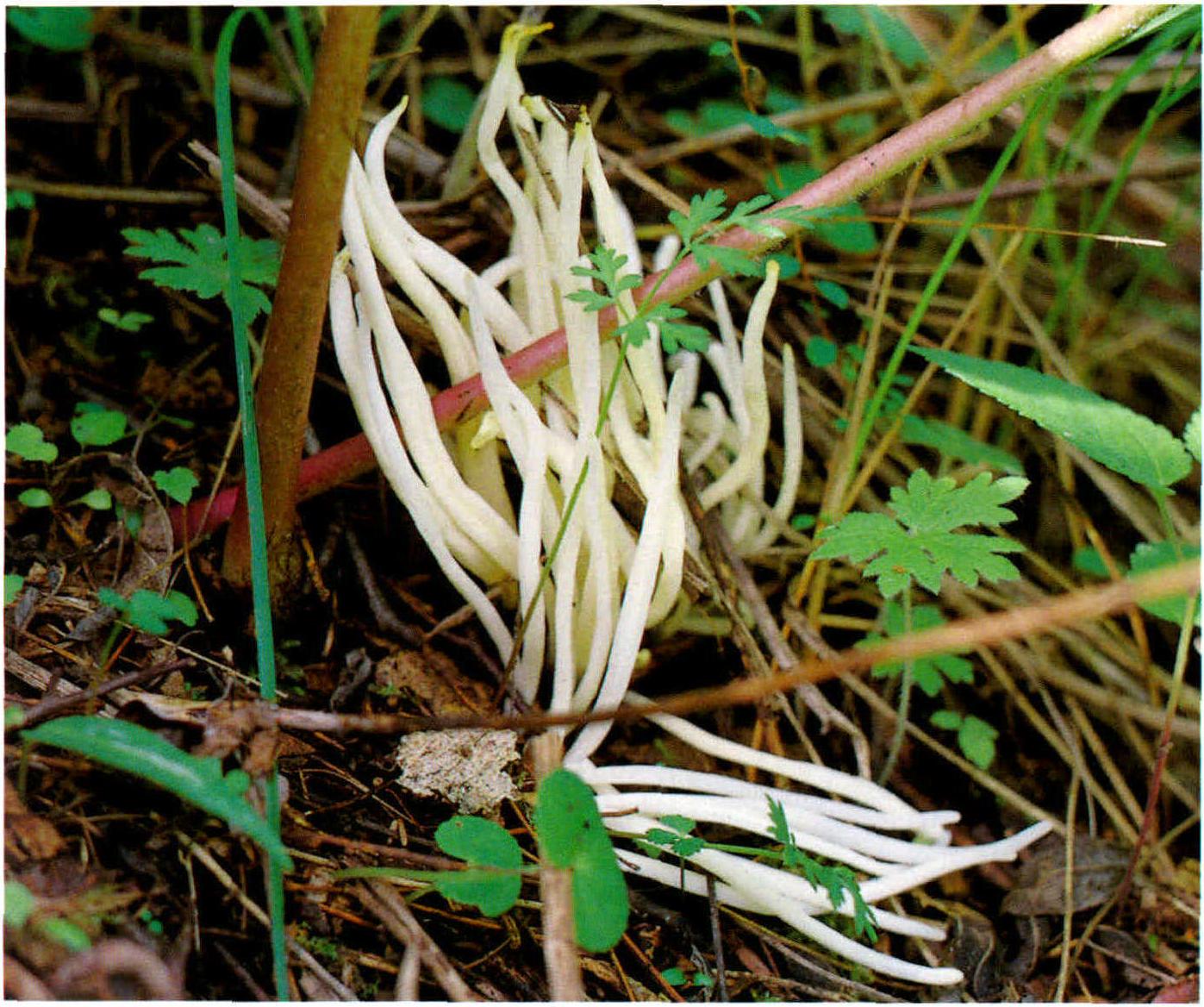 Clavaria vermicularis Fr.